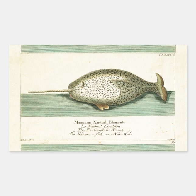 Narwhal Antique Whale Watercolor Scientific Art Sticker (Front)