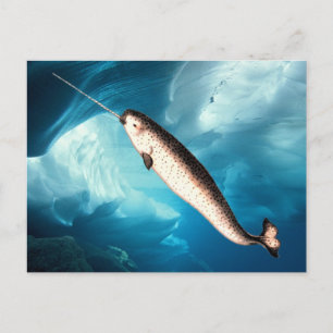 Narwhal Postcards