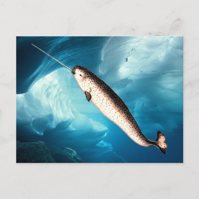 Narwhal Postcards (Front)
