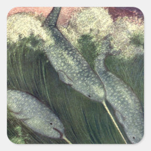 Narwhals, Vintage Marine Life Whales Ocean Animals Square Sticker