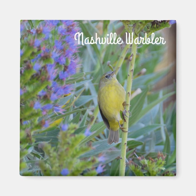 Nashville Warbler Magnet (Front)