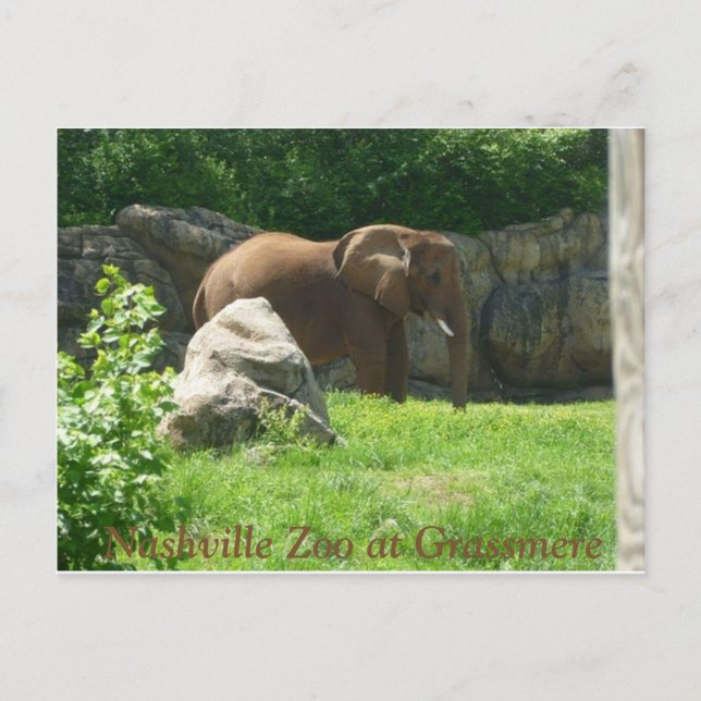 Nashville Zoo Postcard (Front)