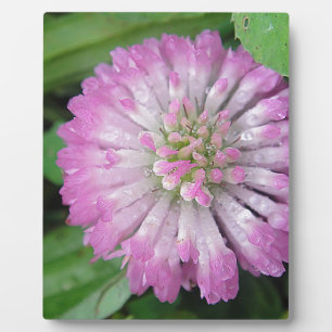 Nasse rosa Kleeblüte Plaque