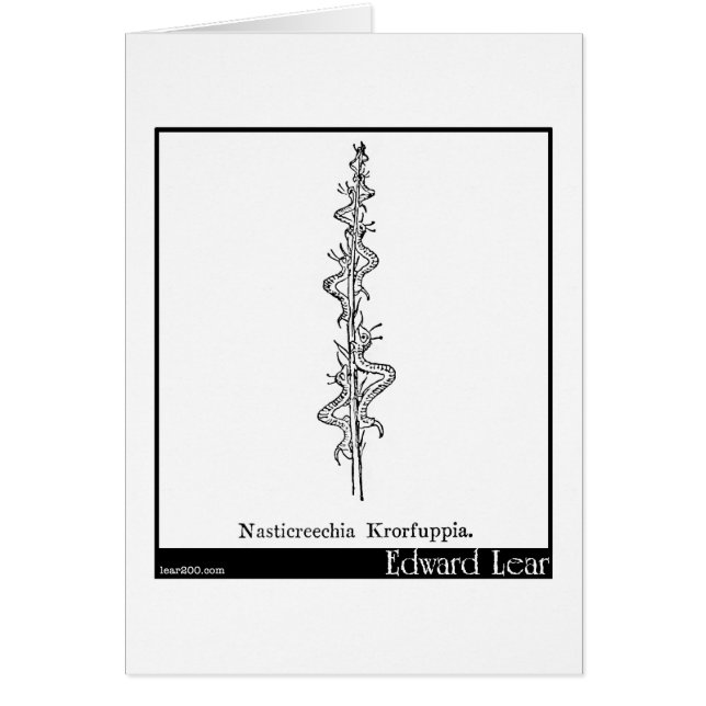 Nasticreechia Krorluppia. (Devant)