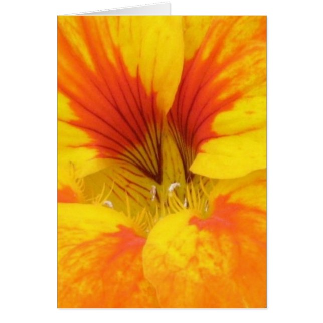 Nasturtium (Front)