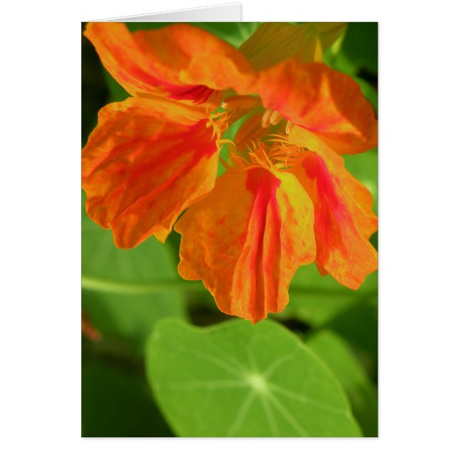 Nasturtium (Front)
