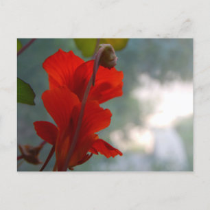 Nasturtium Blooms Postcard