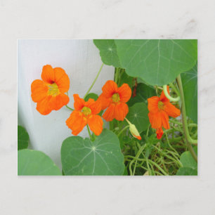 Nasturtium Blooms Postcard