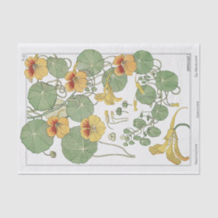 Nasturtium, Eugene Grassat's Botany Series Tissue Paper