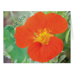 Nasturtium Flower Thank You