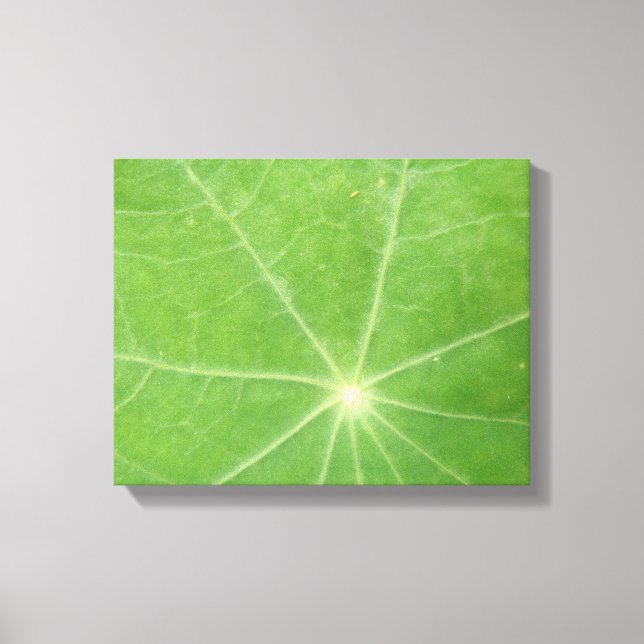 Nasturtium Leaf Canvas Print (Front)