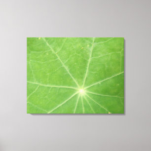 Nasturtium Leaf Canvas Print