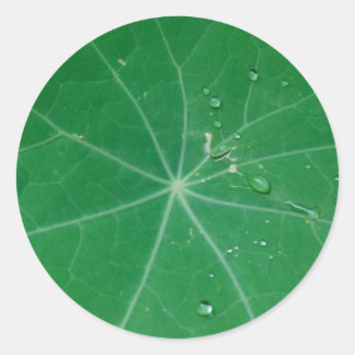 nasturtium leaf classic round sticker