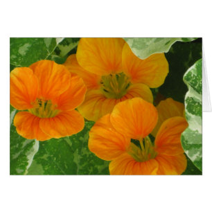 Nasturtium Notecard