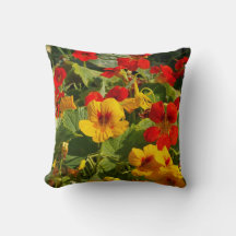 Nasturtium orange, yellow, green, garden scene