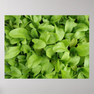 Nasturtium Seedlings Print