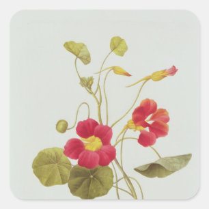 Nasturtium Square Sticker