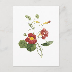 nasturtium(Tropaeolum majus) by Redouté Postcard