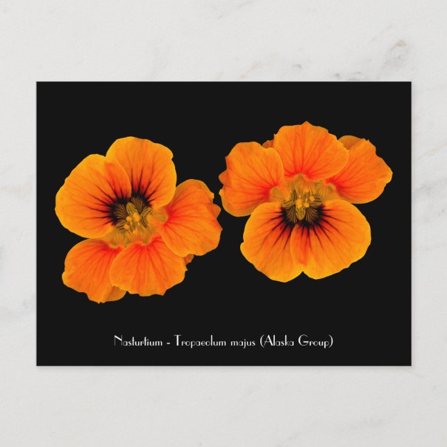 Nasturtium - Tropaeolum majus Carte postale (Devant)