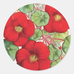"Nasturtium" Vintage Flower Illustration Classic Round Sticker