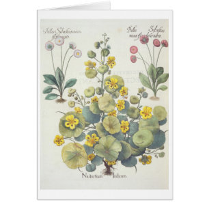 Nasturtiums and Daisies: 1.Nasturtium Indicum; 2.B