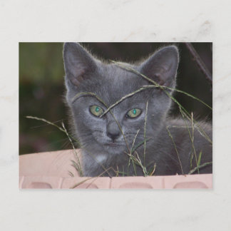 Natasha Hiding Postcard