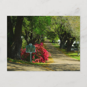 Natchez City Cemetery Postcard