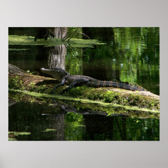 Natchez Trace Gator (3) Poster (Front)