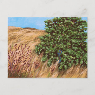Nathanael and the Fig Tree Postcard