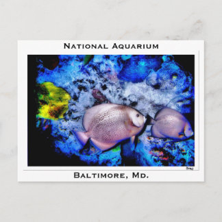 National Aquarium, Baltimore, Md. Postcard