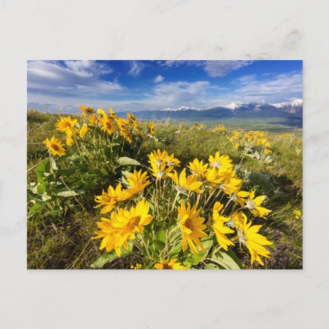National Bison Range Postcard (Front)