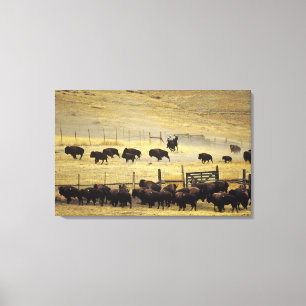 National Bison Range Roundup in Montana Canvas Print