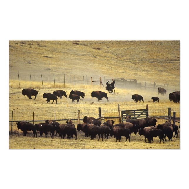 National Bison Range Roundup in Montana Photo Print (Front)