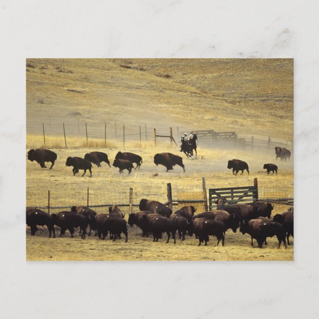National Bison Range Roundup in Montana Postcard (Front)