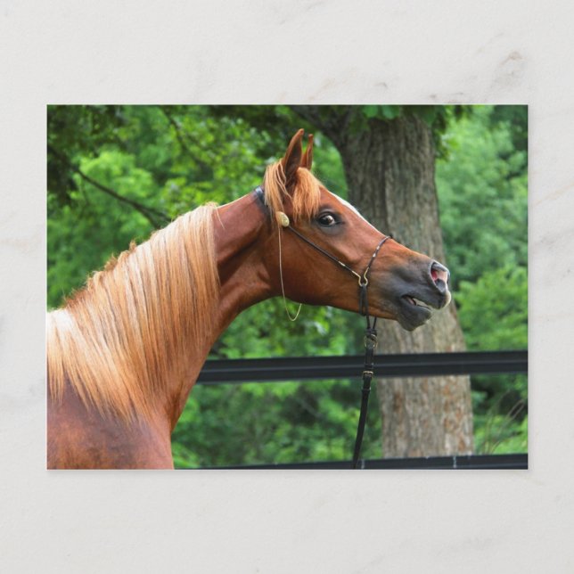 National Show Horse Postcard (Front)