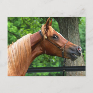 National Show Horse Postcard