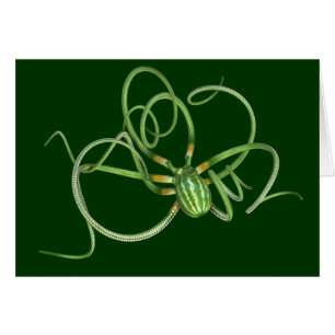 National Watermelon Day Octopus