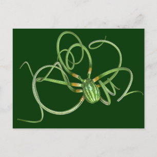 National Watermelon Day Octopus Postcard