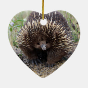 Native Australian Wild Echidna Photo Ceramic Ornament