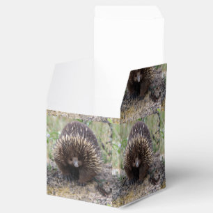 Native Australian Wild Echidna Photo Favor Box
