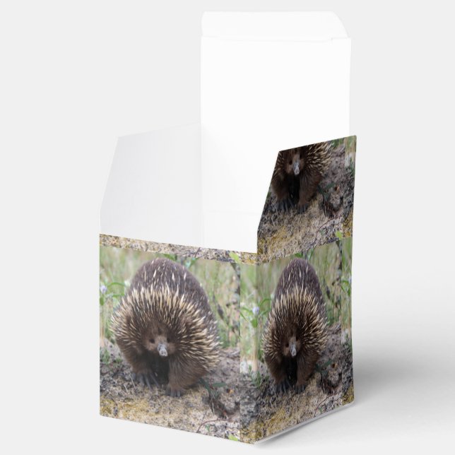 Native Australian Wild Echidna Photo Favor Box (Opened)