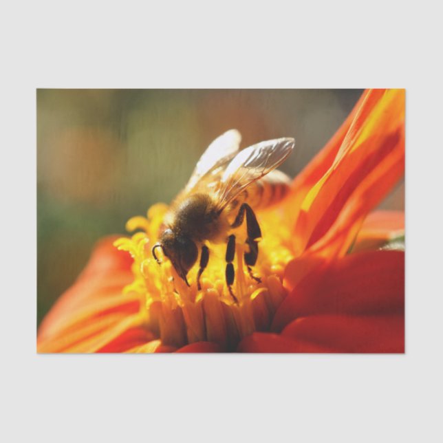 Native Bee in an Orange Flower Tissue Paper (Front)