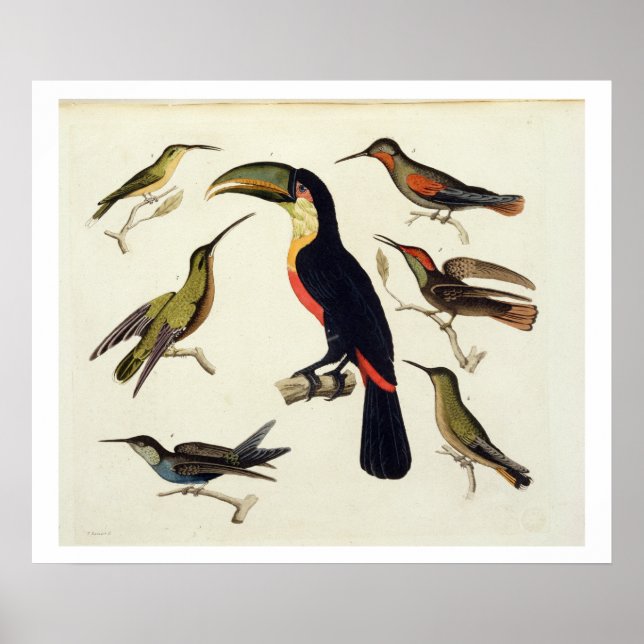 Native birds, including the Toucan (center), Amazo Poster (Front)