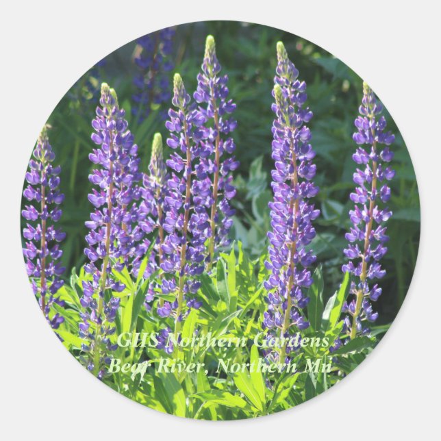Native Minnesota Purple Lupine Classic Round Sticker (Front)