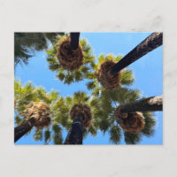 Native Naturally Grown Palm Trees