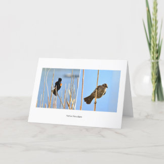 Native Nevadans. Birds. Photography by J.Halko Card
