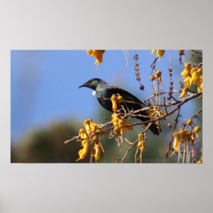Native New Zealand Tui Poster