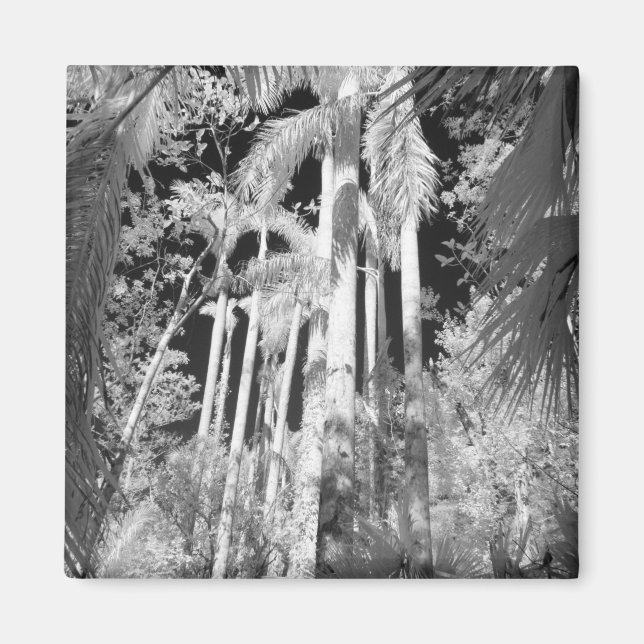 Native Royal Palms in Fakahatchee Strand, Magnet (Front)