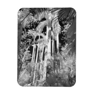Native Royal Palms in Fakahatchee Strand, Magnet