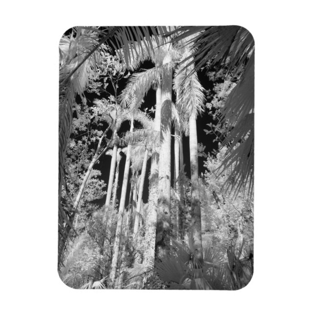 Native Royal Palms in Fakahatchee Strand, Magnet (Vertical)